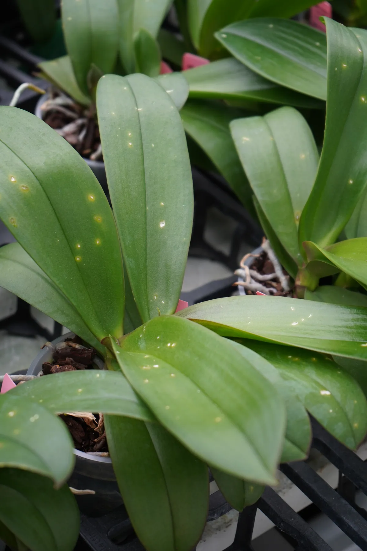 Die Blätter einer Orchidee nach einem Hagelschlag. Zu sehen sind helle Stellen, wo Hagelkörner einschlugen oder Gefrierbrand hinterliessen.